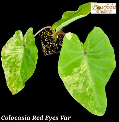 Colocasia Red Eyes Var