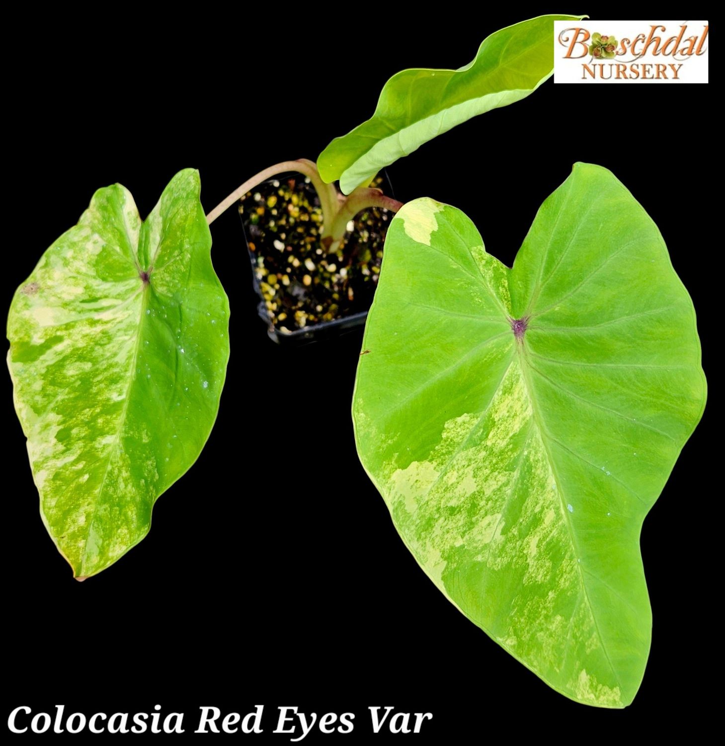 Colocasia Red Eyes Var
