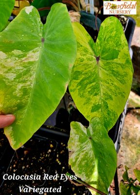 Colocasia Red Eyes Var Colocasia Red Eyes Var