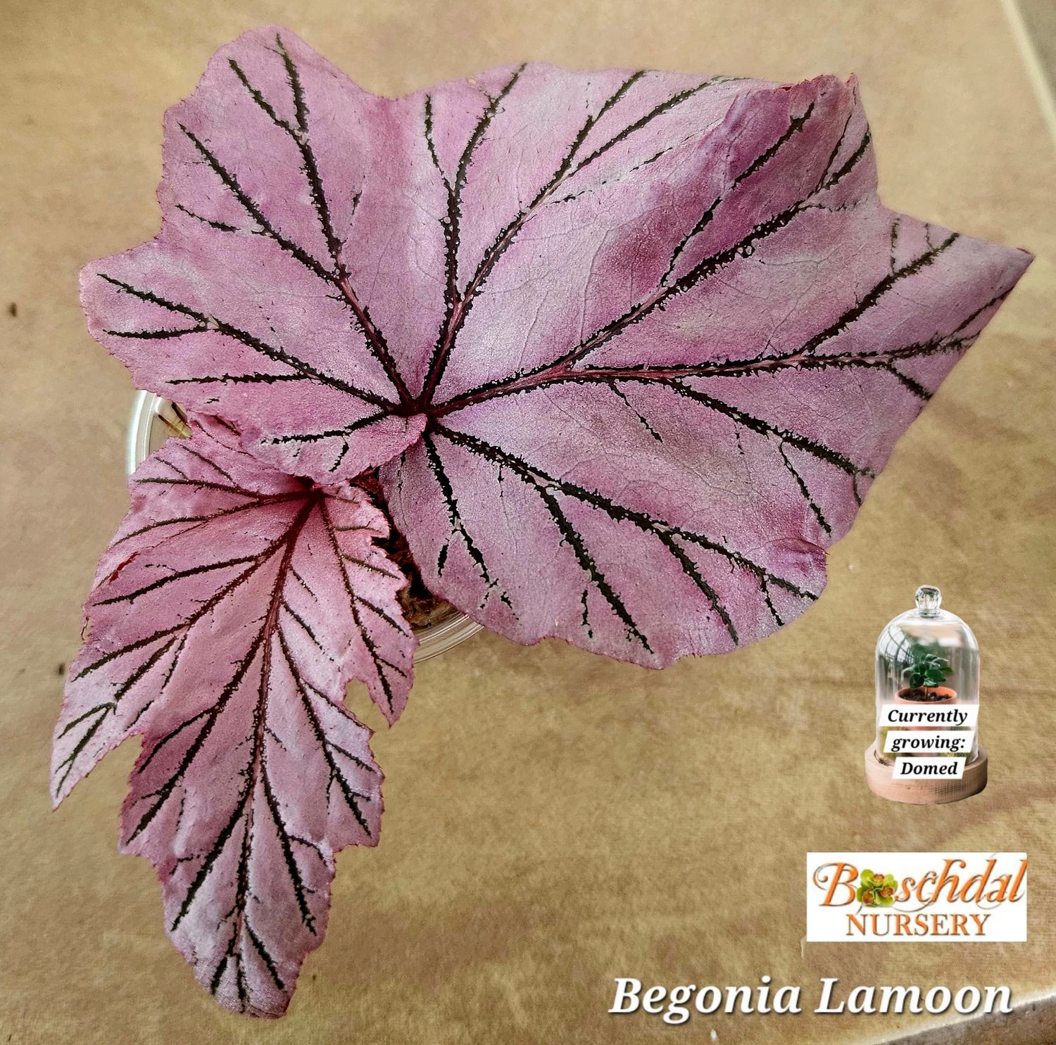 Begonia Lamoon
