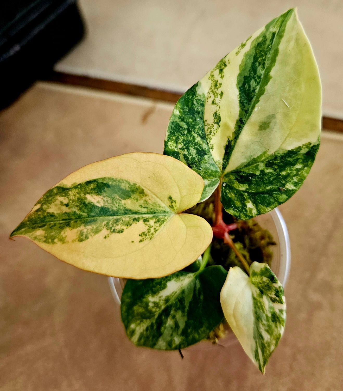Anthurium Pap Var x RVDP Var