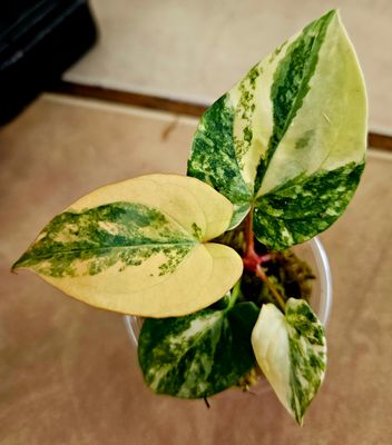 Anthurium Pap Var x RVDP Var Anthurium Pap Var x RVDP Var