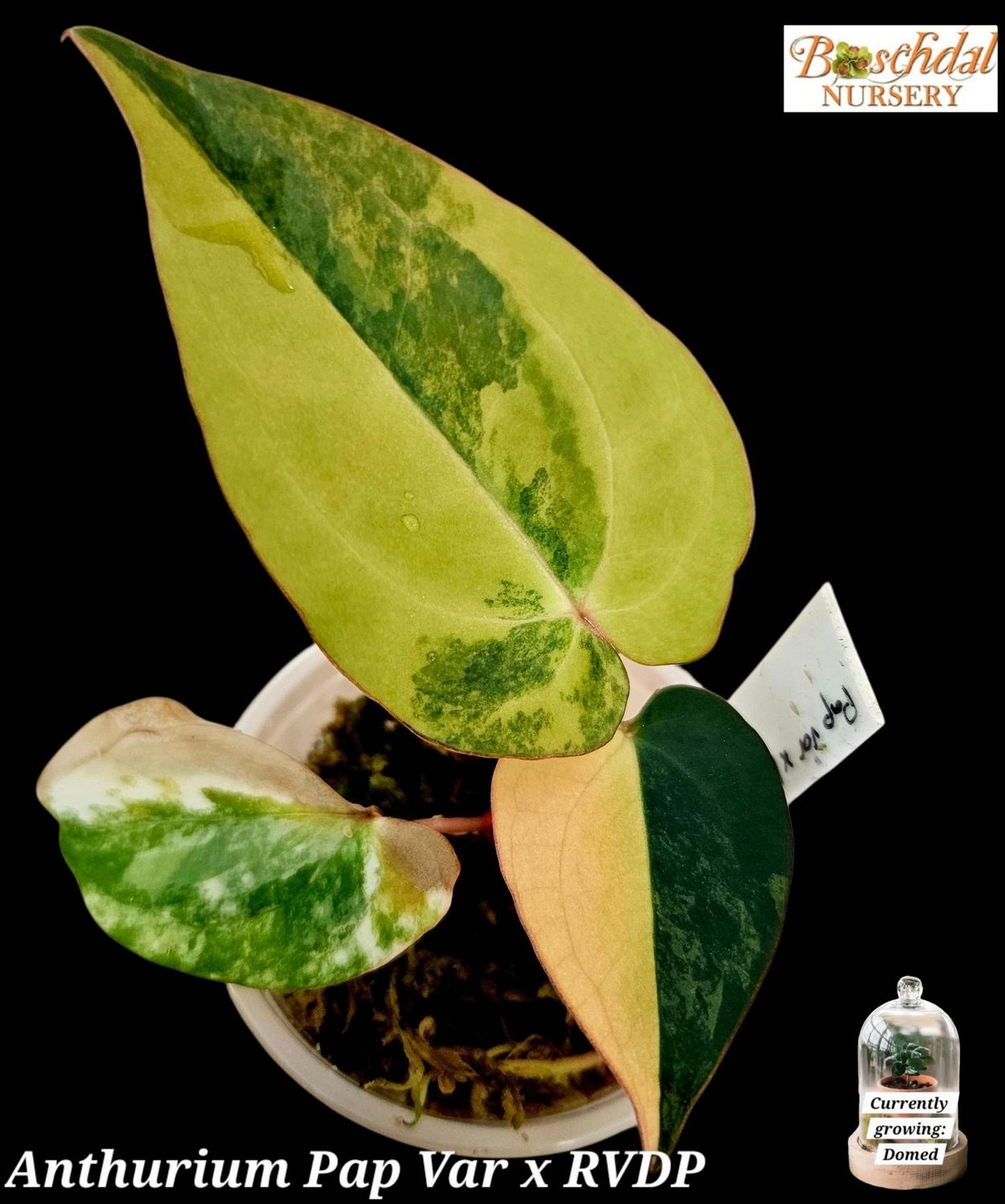 Anthurium Pap Var x RVDP Var Anthurium Pap Var x RVDP Var