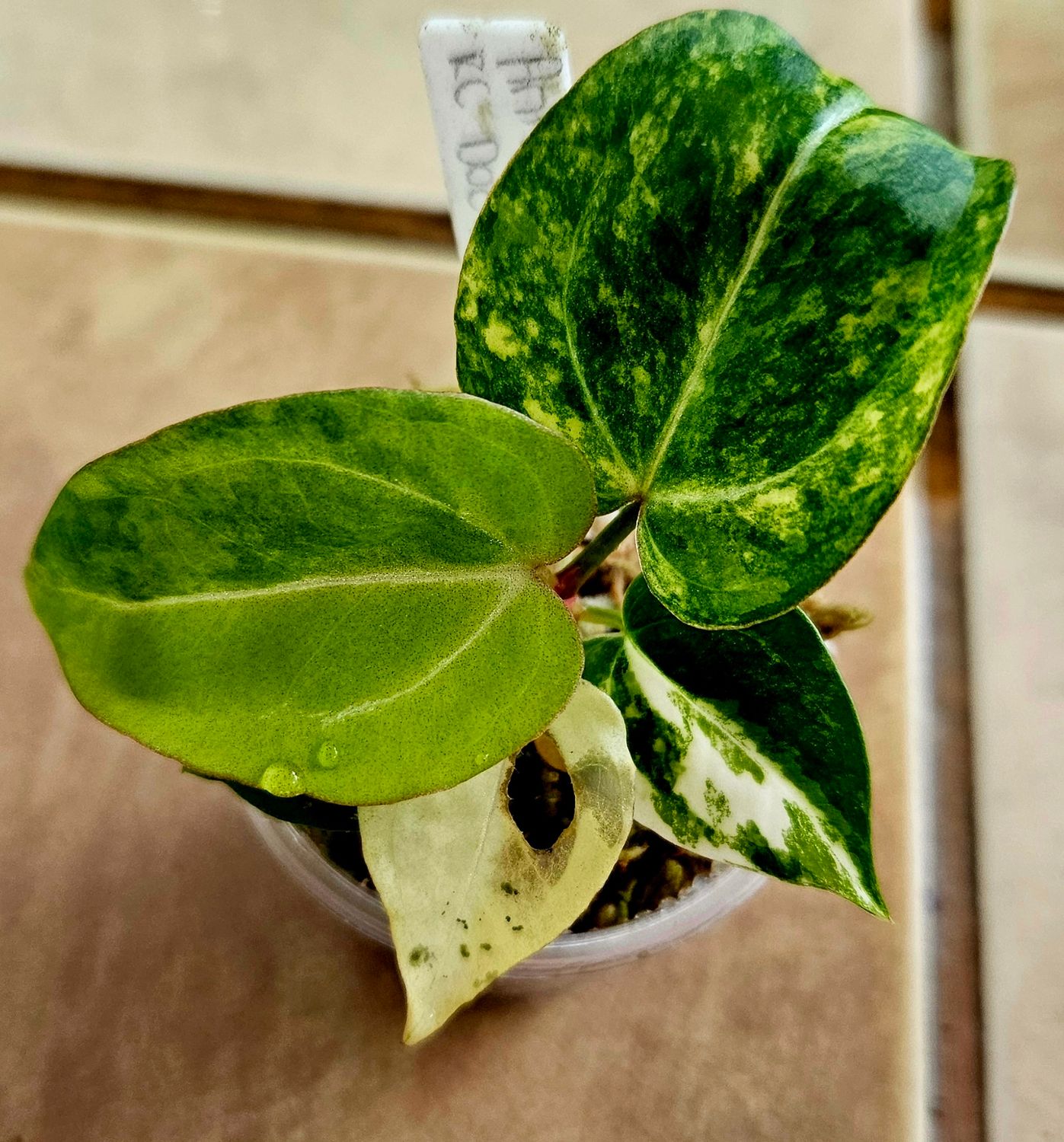 Anthurium Bumble bee x RC Doc Block Variegated