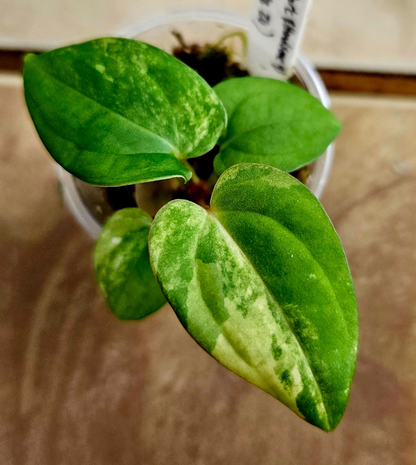 Anthurium Pap Var x (Dark Handsome 9 x Red Velvet Cake 24)