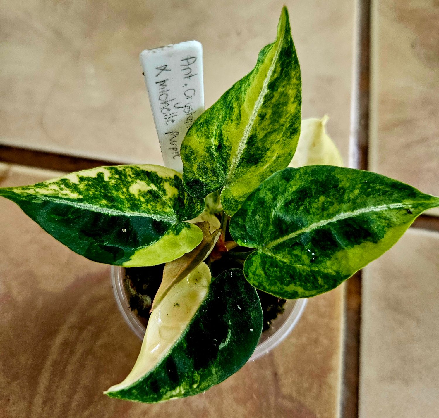 Anthurium Crystallinum var x Michelle Purple