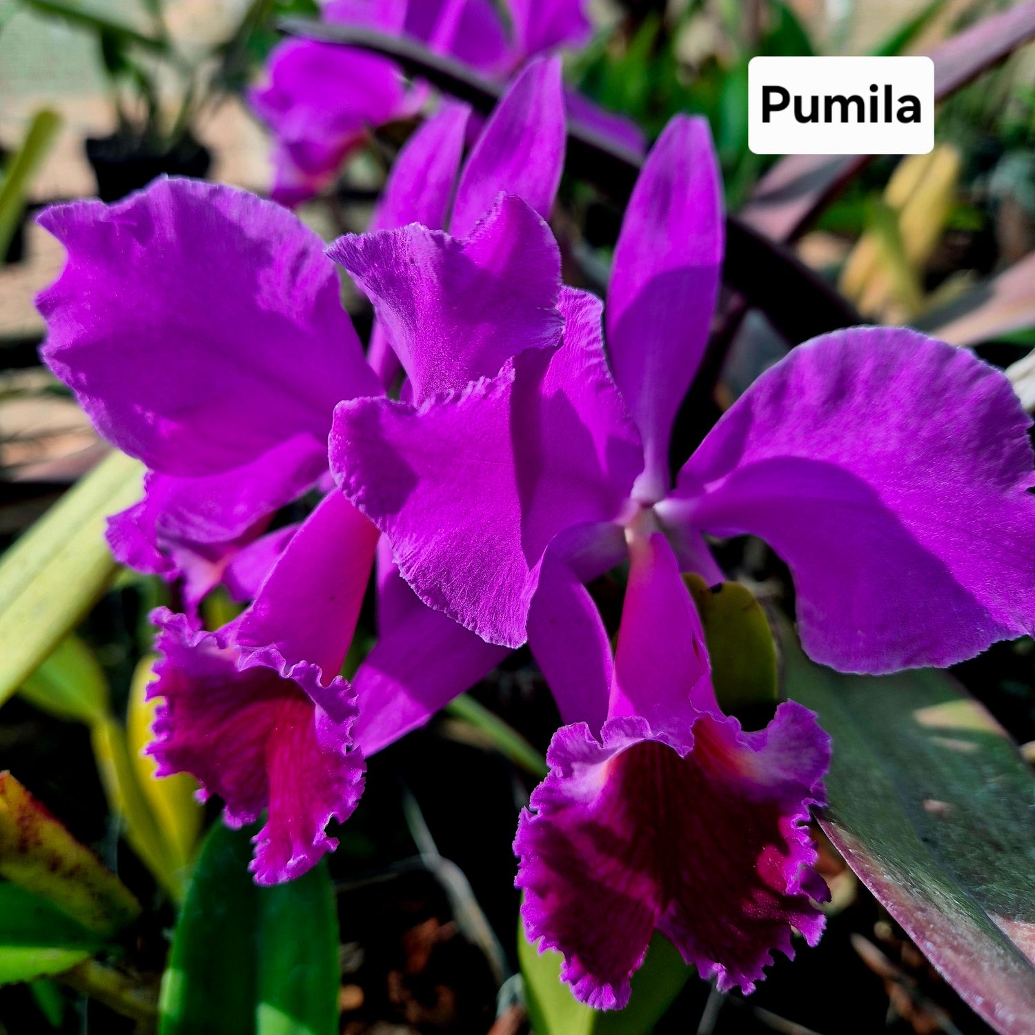 Cattleya Pumila