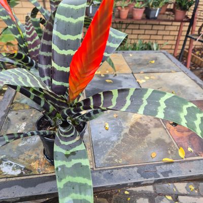 Vriesea Splendens