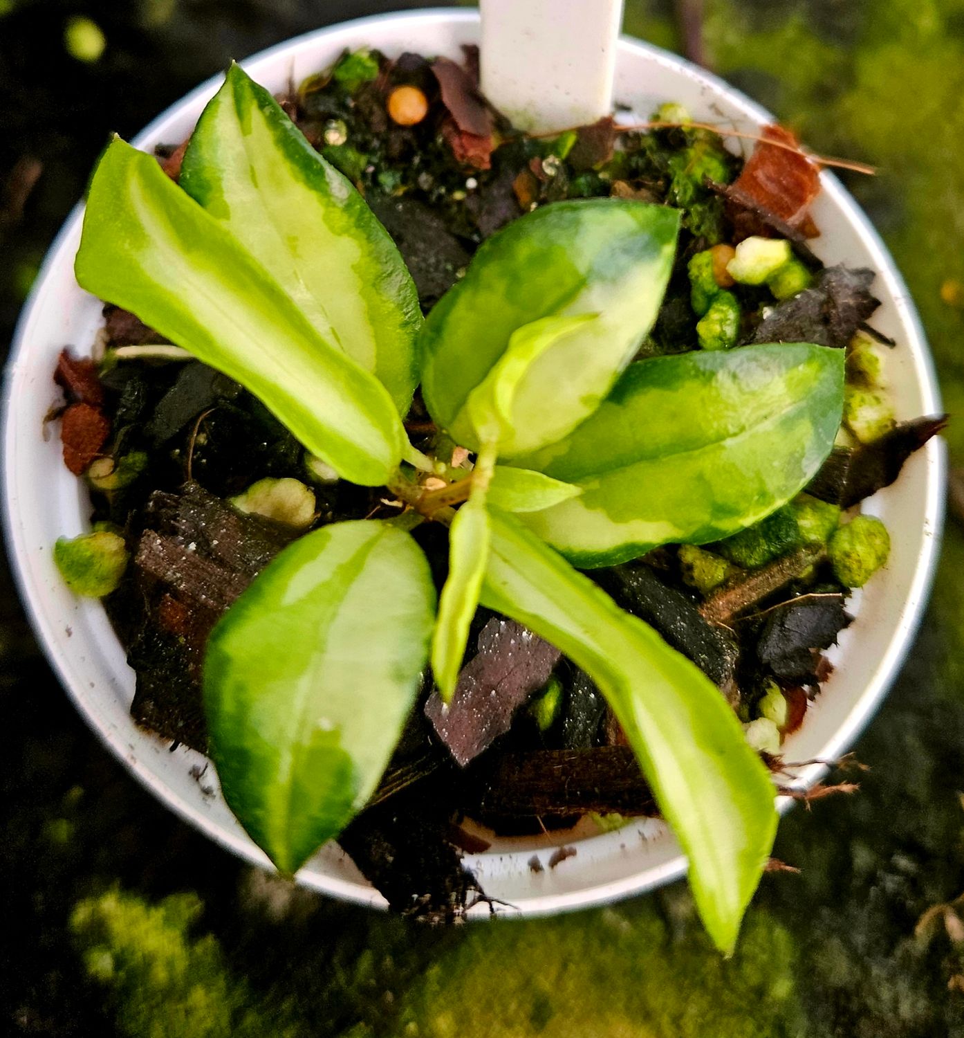 Hoya Lacunosa Bruno Variegated