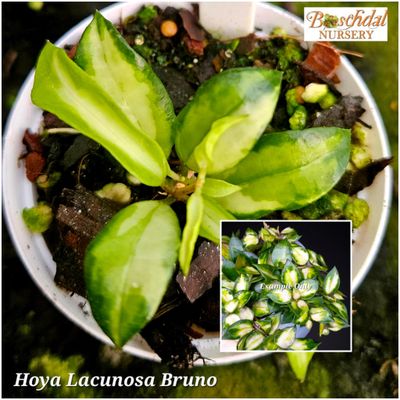 Hoya Lacunosa Bruno Variegated