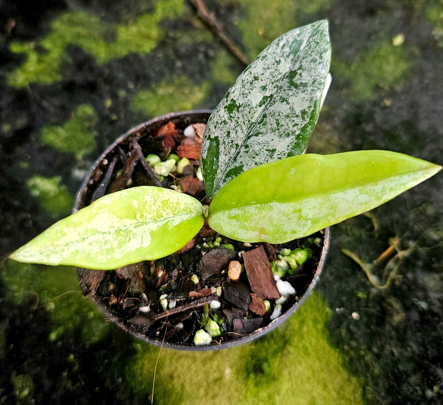 Hoya Wilbergiae Splash