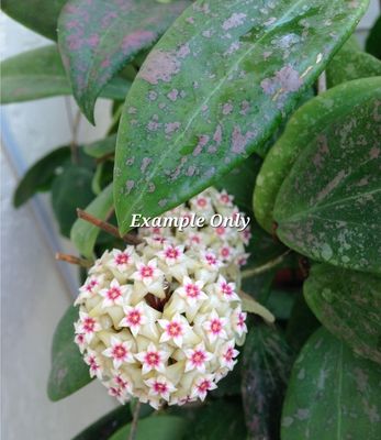 Hoya Wilbergiae Splash