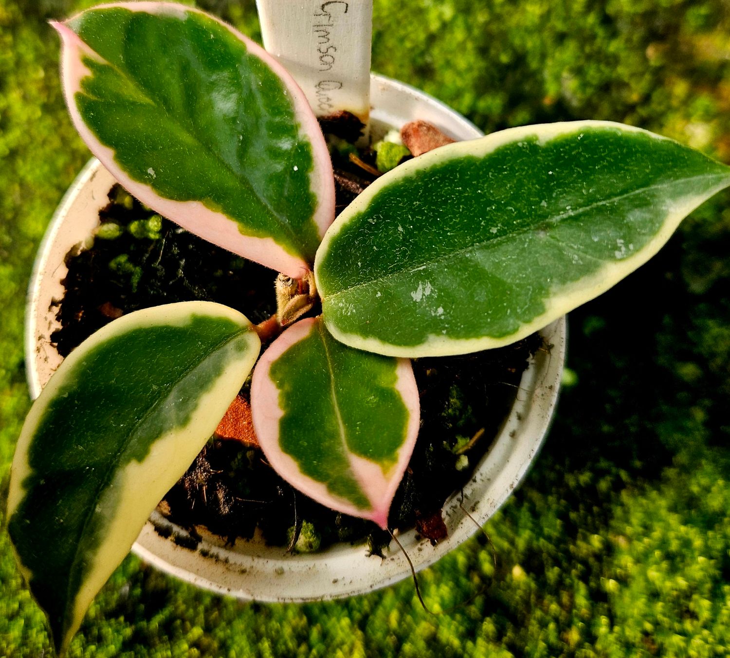 Hoya Crimson Queen