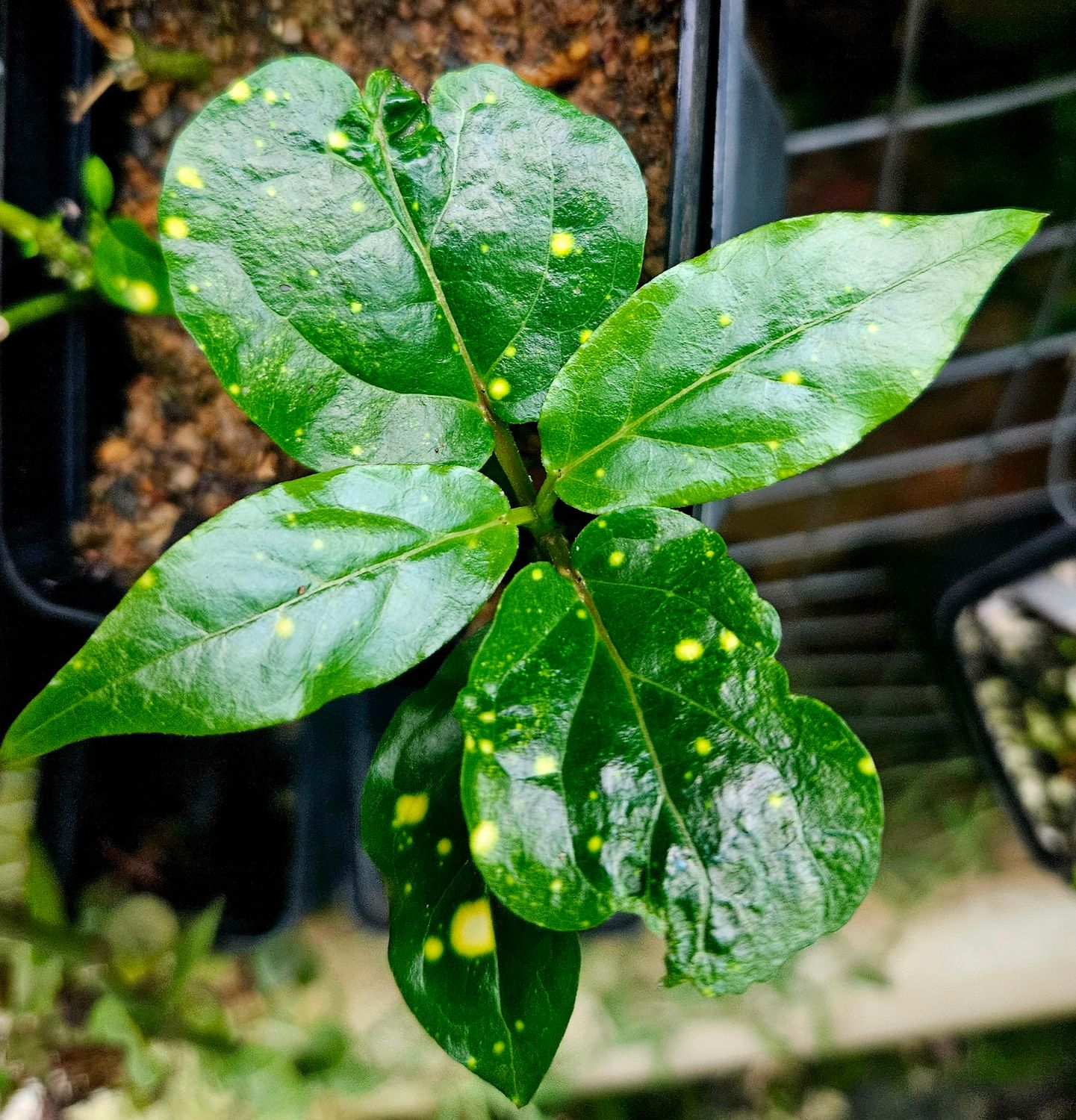 Ceropegia Cumingiana 'Starry Night'