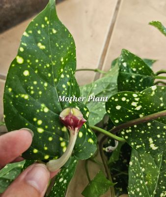 Ceropegia Cumingiana 'Starry Night'