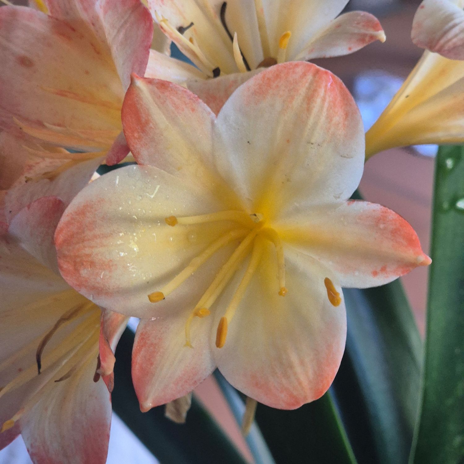 Clivia Chiffons daughter