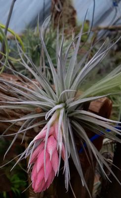 Tillandsia Paul's book cover