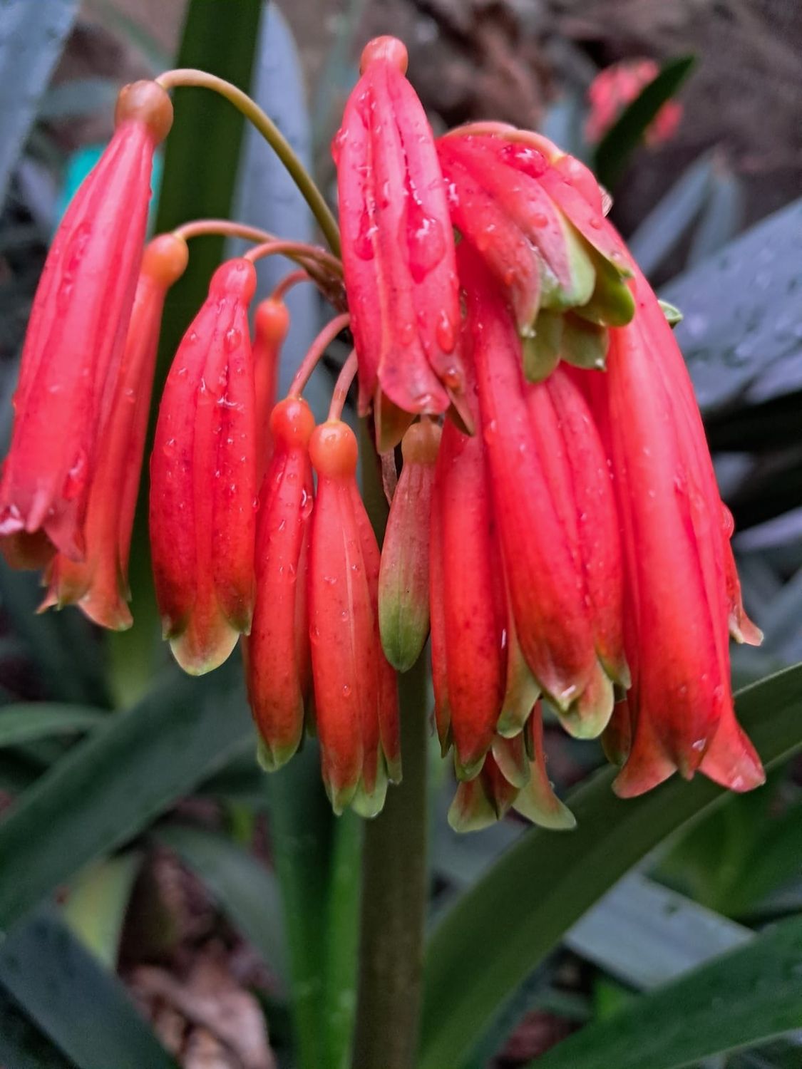 Clivia Caulescence RED