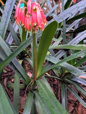 Clivia Caulescence RED