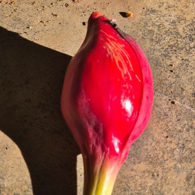 Syngonium Trileaf J