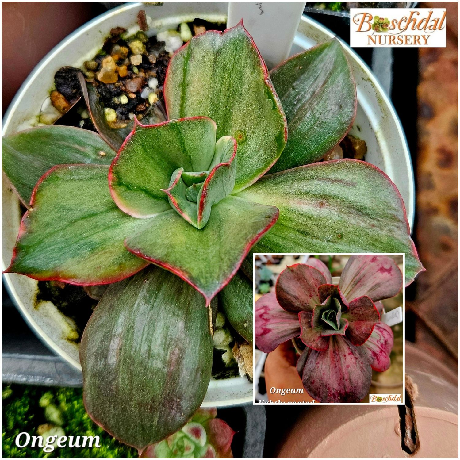 Echeveria Ongeum
