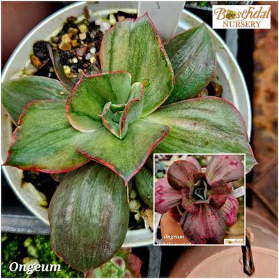 Echeveria Ongeum Echeveria Ongeum