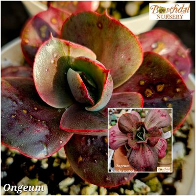 Echeveria Ongeum