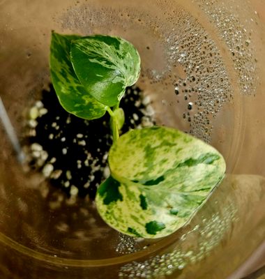 Monstera Bulbasaur in Cup Monstera Bulbasaur in Cup
