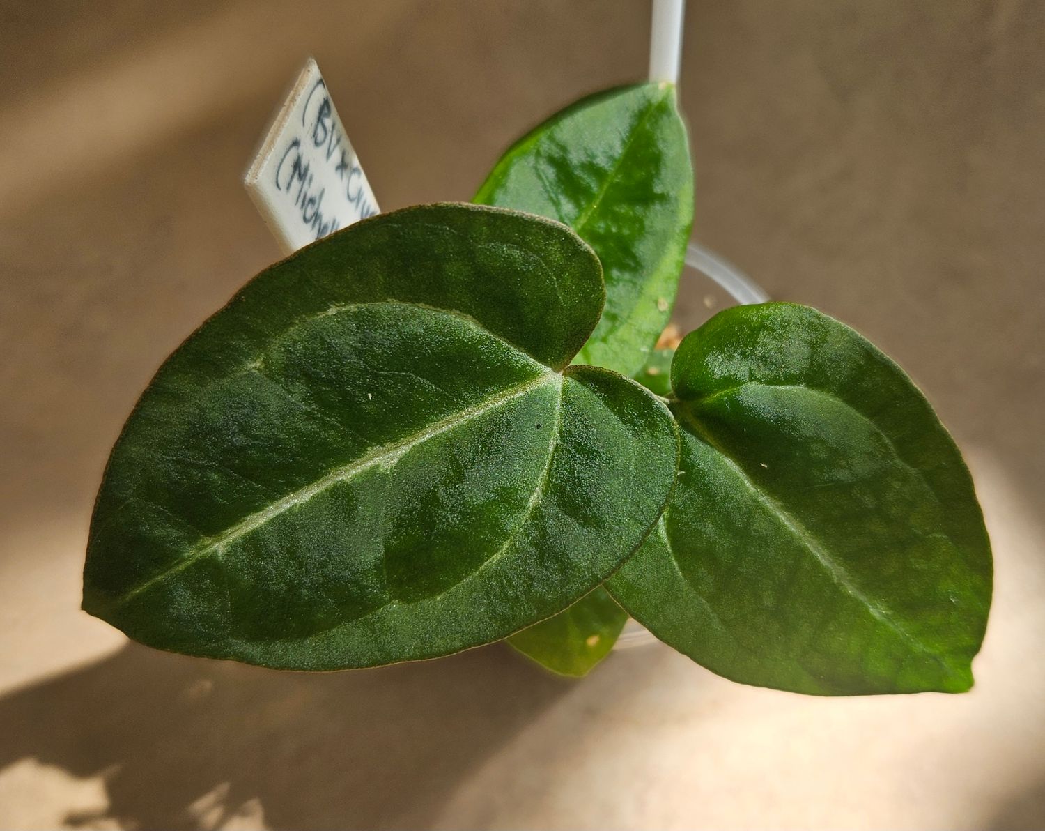 Anthurium (Black Velvet x Crystallinum) x (Michelle x Zara)