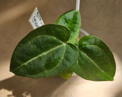 Anthurium (Black Velvet x Crystallinum) x (Michelle x Zara) Anthurium (Black Velvet x Crystallinum) x (Michelle x Zara)