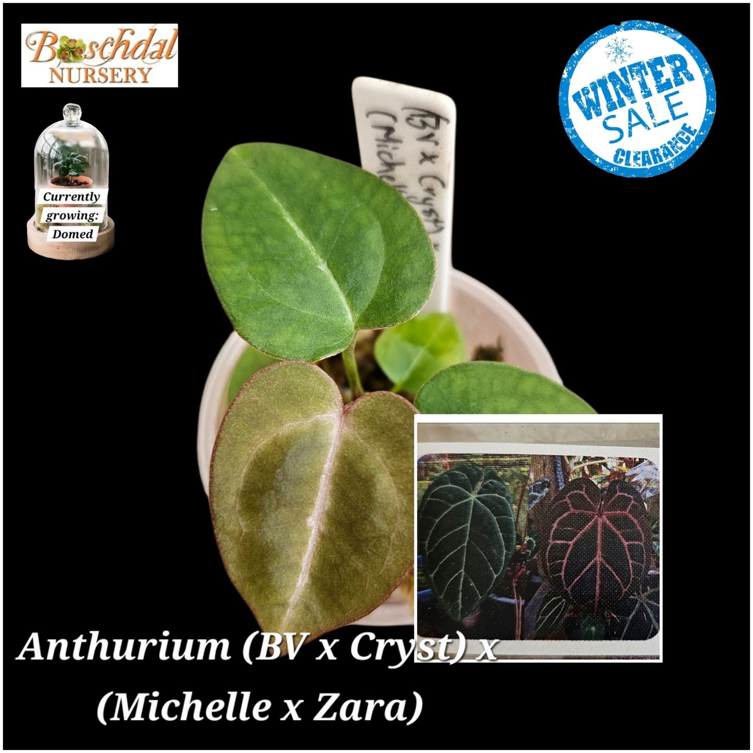 Anthurium (Black Velvet x Crystallinum) x (Michelle x Zara)