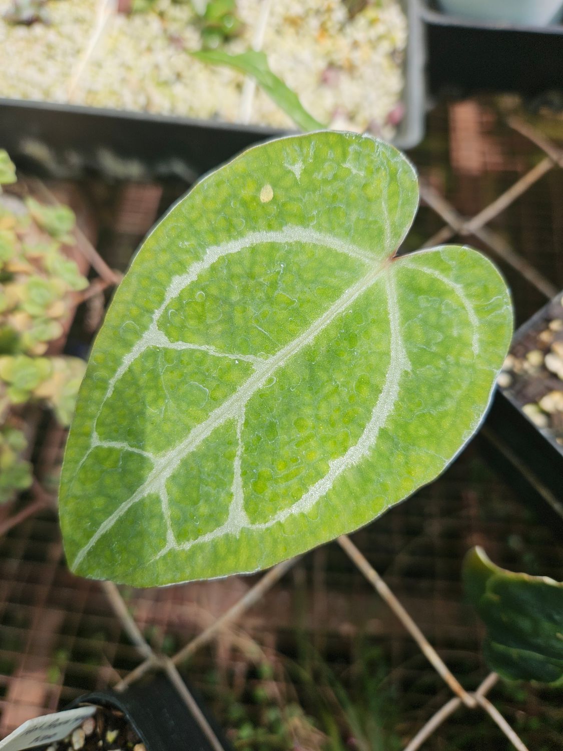 Anthurium (Black Velvet x Crystallinum) x (Michelle x Zara) Anthurium (Black Velvet x Crystallinum) x (Michelle x Zara)