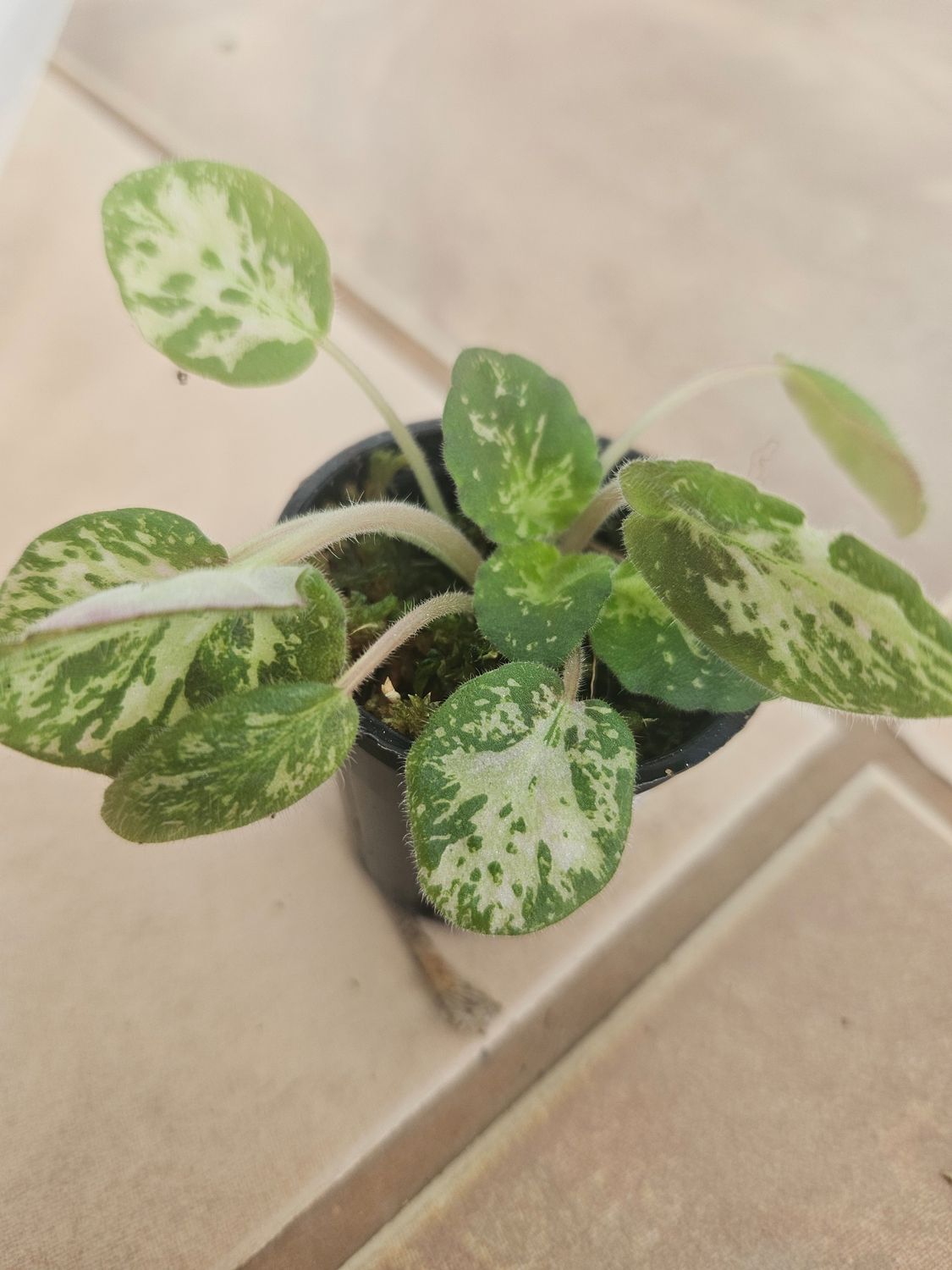 African Violet Genetic Blush Starter