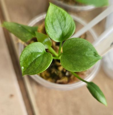 Anthurium Forgetti Anthurium Forgetti