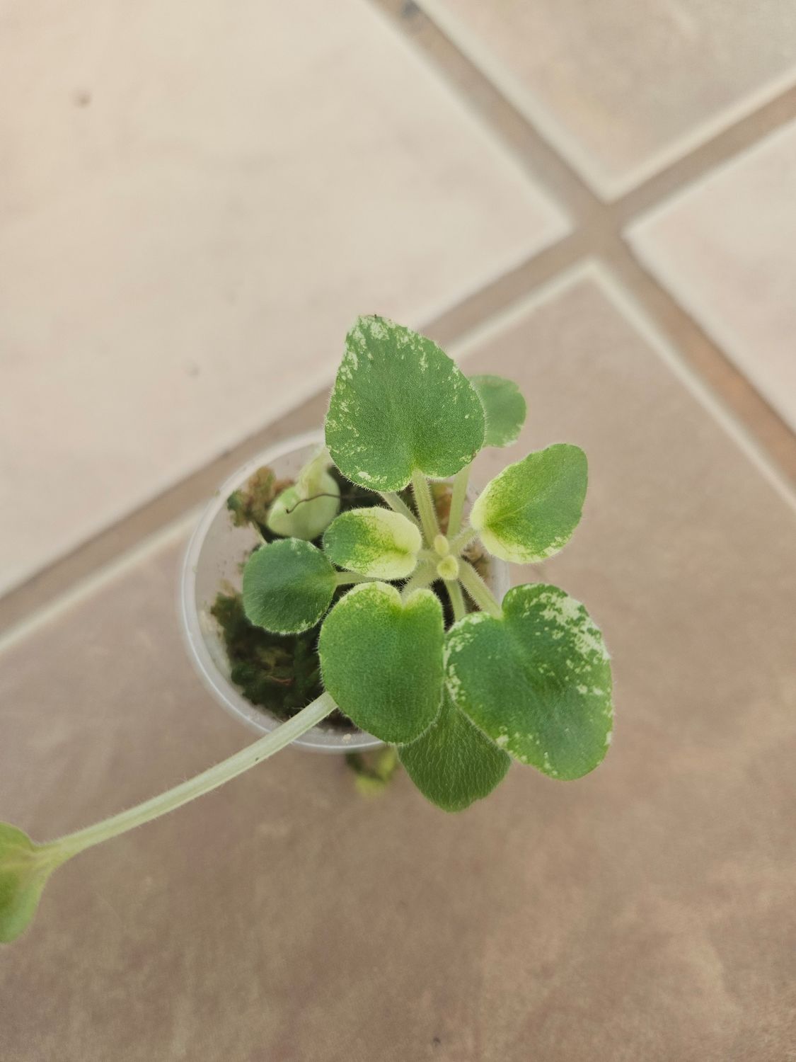 African Violet N-Robinson (Miniature)