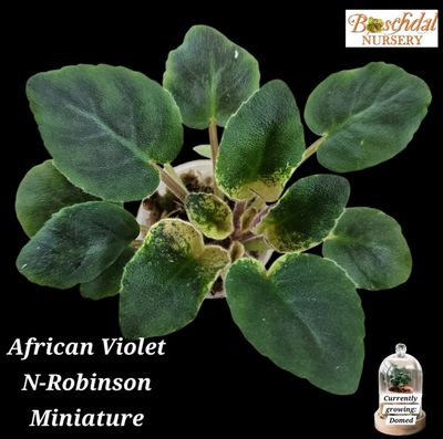 African Violet N-Robinson (Miniature) starter plant