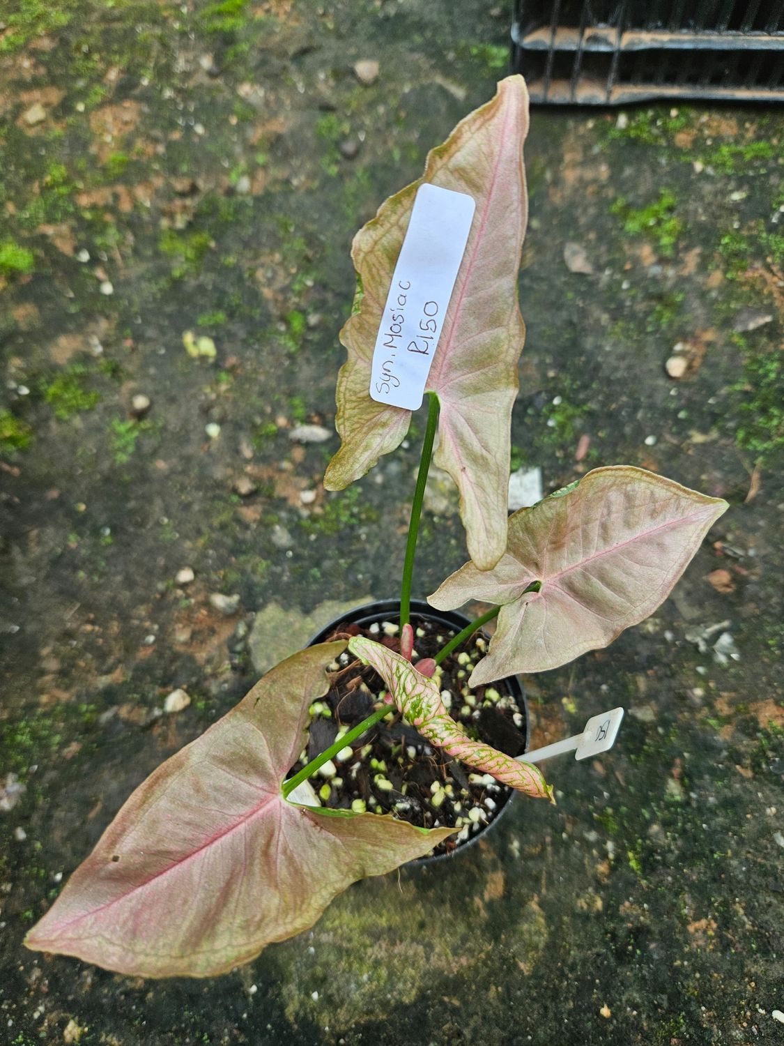 Syngonium Pink Mosiac