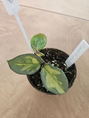Hoya Argentea Princess Hoya Argentea Princess