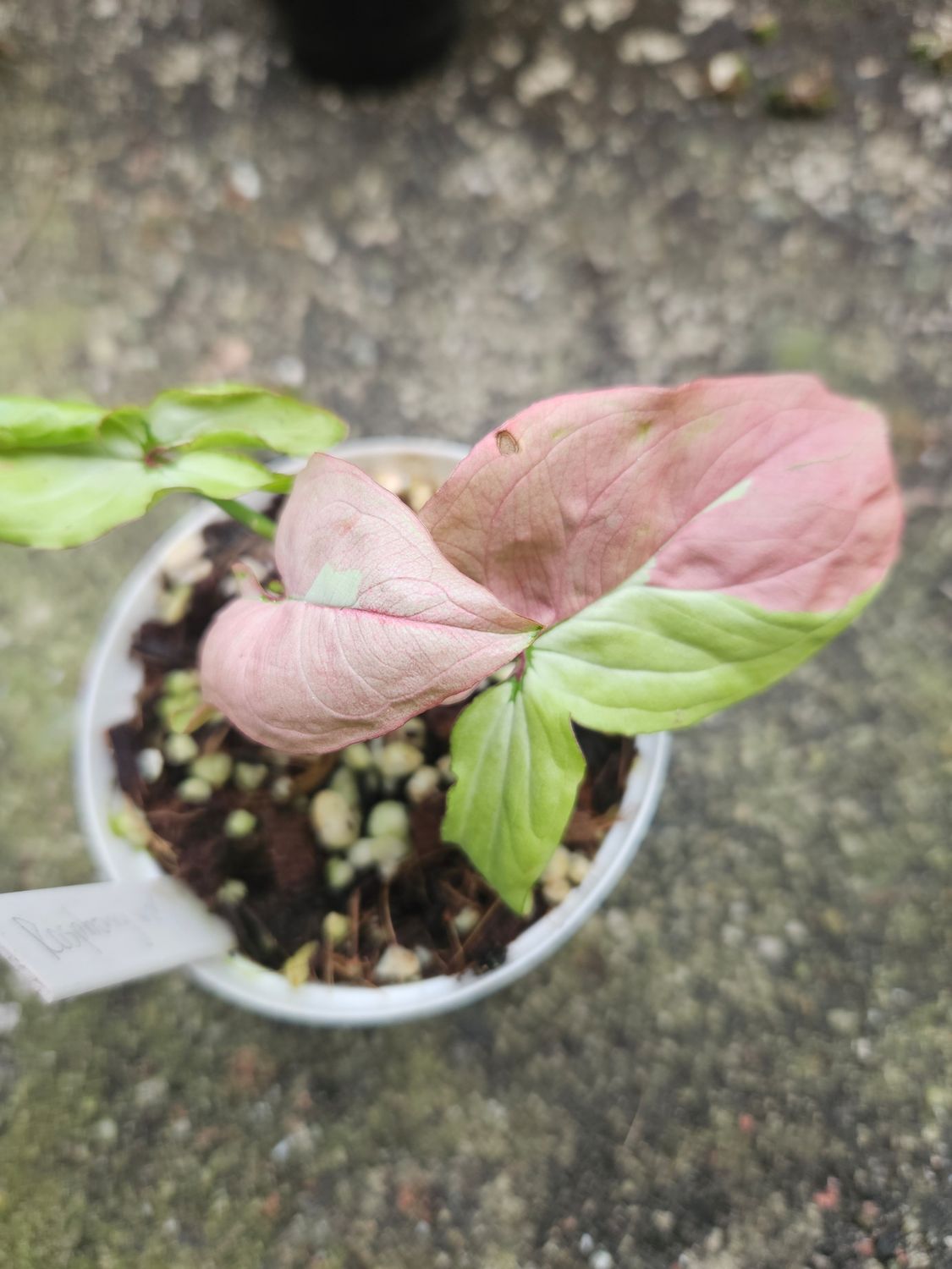 Syngonium Raspberry Variegated