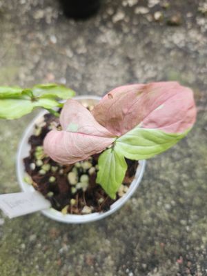 Syngonium Raspberry Variegated Syngonium Raspberry Variegated