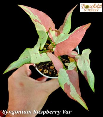 Syngonium Raspberry Variegated Syngonium Raspberry Variegated