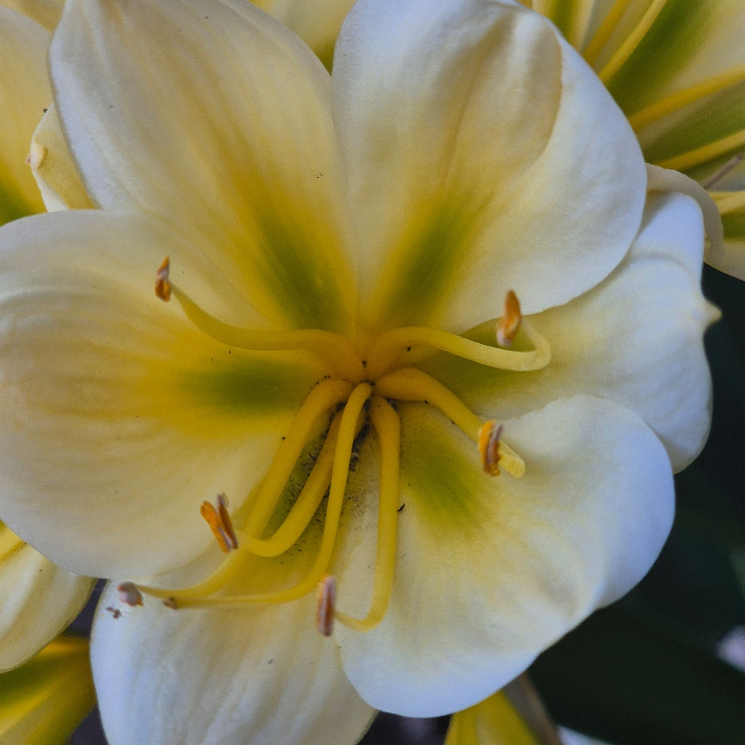 Clivia yellow with green center Clivia yellow with green center