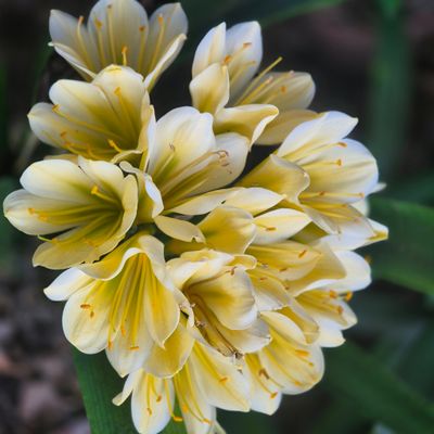 Clivia yellow with green center