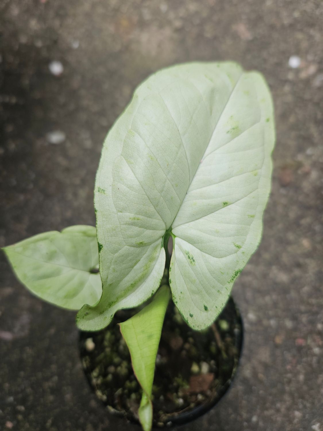 Syngonium Oregano