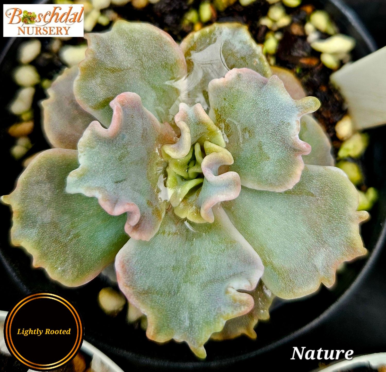 Eceheveria Nature