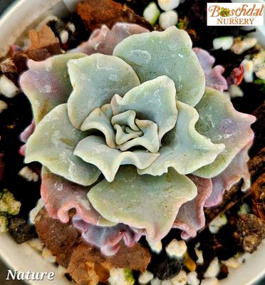 Eceheveria Nature