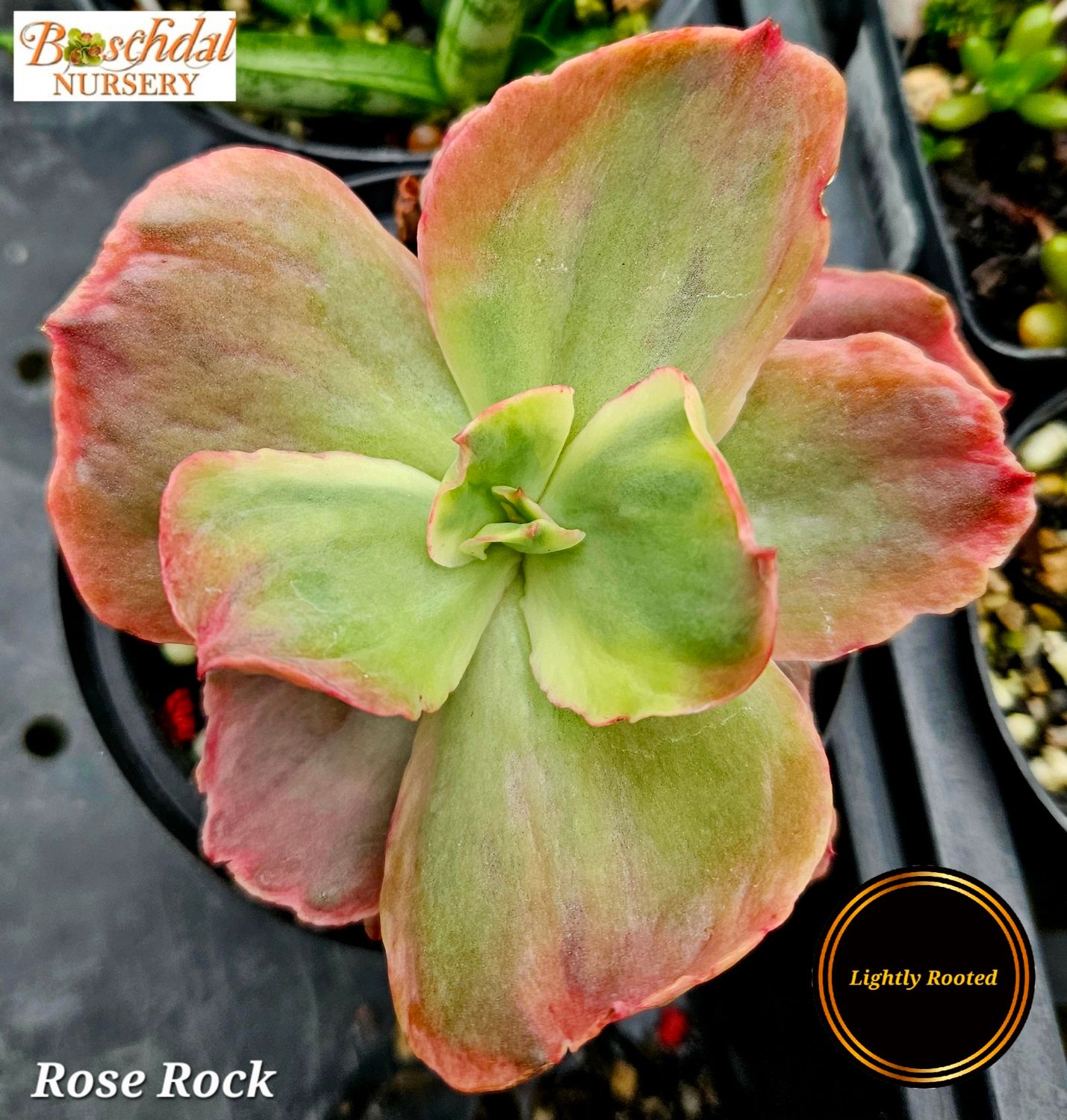 Echeveria Rose Rock