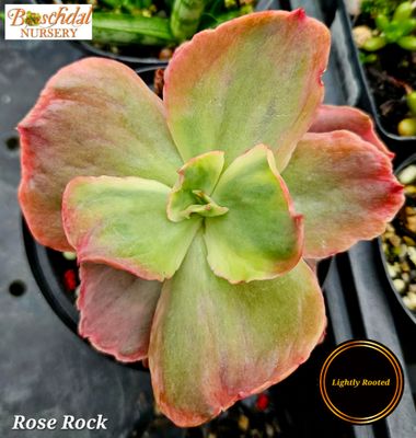 Echeveria Rose Rock Echeveria Rose Rock