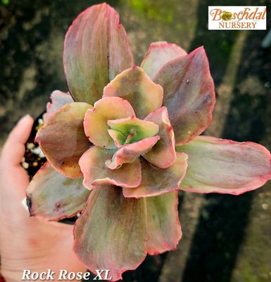 Echeveria Rose Rock