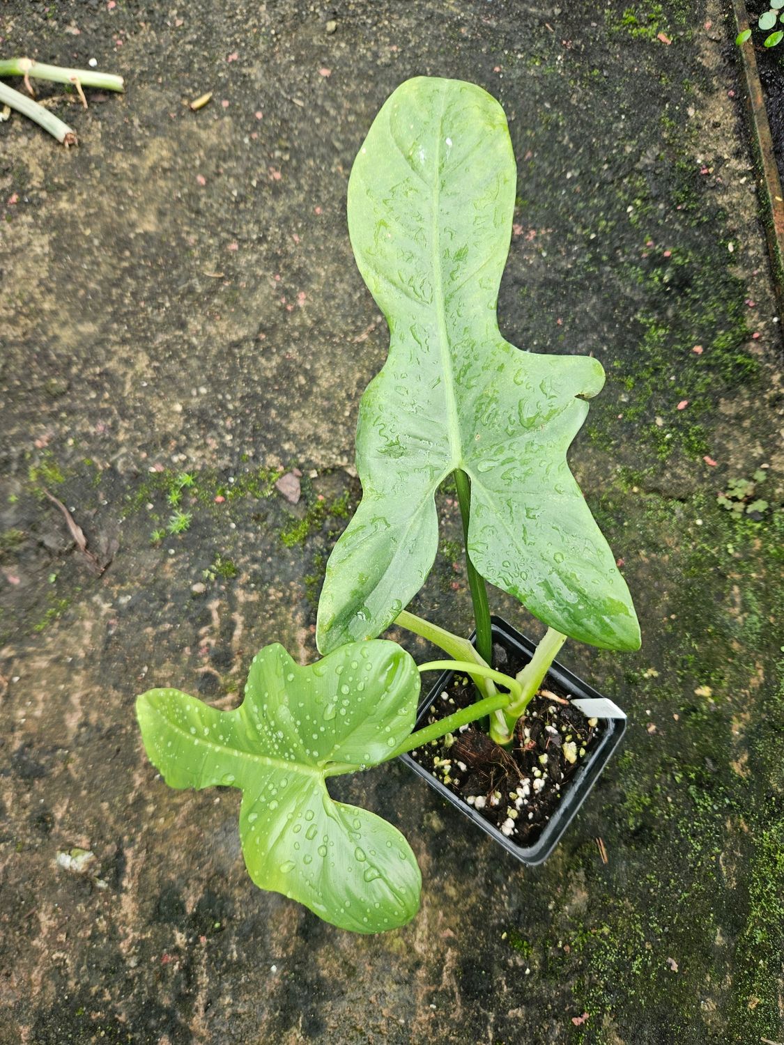 Philodendron Violin